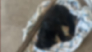 Homem é preso após matar cachorro do vizinho a pauladas por ciúmes animal no Sertão da Paraíba