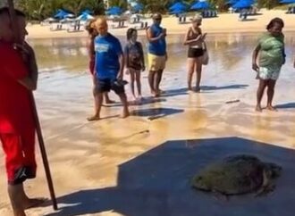 Tartaruga-cabeçuda é resgatada na Praia do Bessa com suspeita de ter ingerido lixo plástico