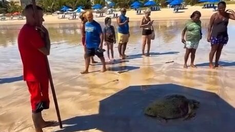 Tartaruga-cabeçuda é resgatada na Praia do Bessa com suspeita de ter ingerido lixo plástico