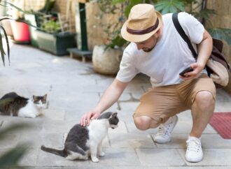 Animais Comunitários: Especialista explica regras para condomínios e a diferença entre solidariedade e responsabilidade legal