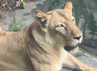 Leoa Leona é liberada após observação e Bica prepara reabertura com reforço nos protocolos de segurança