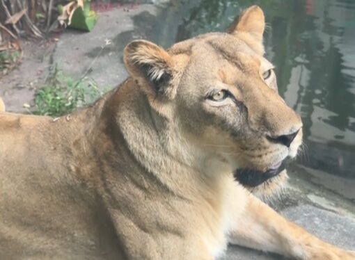 Leoa Leona é liberada após observação e Bica prepara reabertura com reforço nos protocolos de segurança