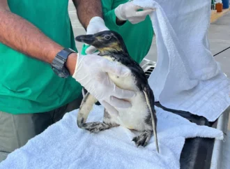 BATISMO NO AQUÁRIO: Público poderá escolher o nome de novo pinguim-de-magalhães em João Pessoa