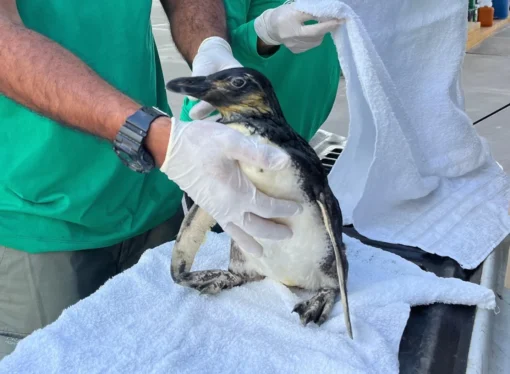 BATISMO NO AQUÁRIO: Público poderá escolher o nome de novo pinguim-de-magalhães em João Pessoa