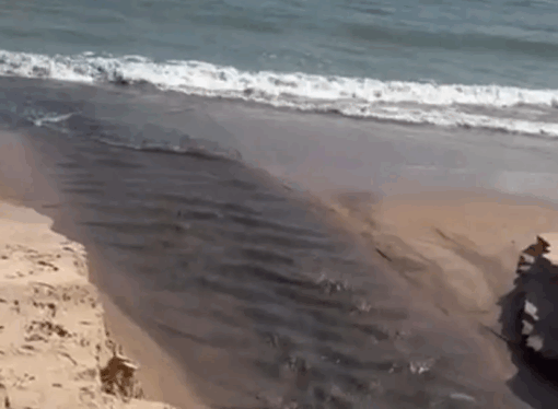 Cagepa culpa Prefeitura por língua negra enquanto Paraíba sofre com falta d’água
