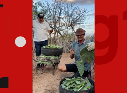 Agricultores da Paraíba viralizam ao mostrar o dia a dia da vida rural — conheça a história que conquistou a internet