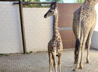 “Pequenos” Gigantes: Animalia Park celebra nascimento de girafa e filhote de canguru