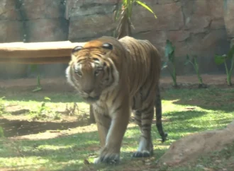Zoológico de São Paulo: Uma imersão na biodiversidade do maior santuário da América Latina