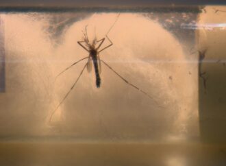 Campina Grande: índice de infestação de Aedes aegypti se aproxima de 5% e acende alerta de alto risco