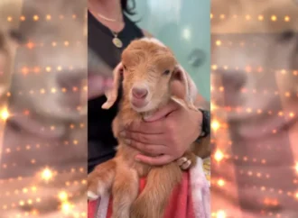 Cabrinha resgatada em SC viraliza com 12 milhões de views e supera susto de saúde