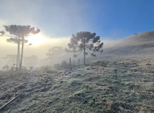 Nova onda polar avança e termômetros podem registrar -6°C com geada ampla em Santa Catarina