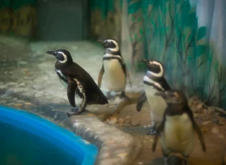 Aquário Paraíba vira rota de lazer e consciência ecológica para as famílias no feriado de 12 de outubro